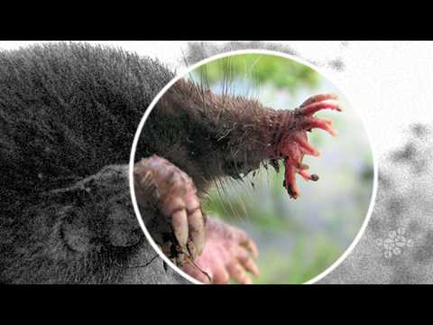 AskNature Nugget Ep. 9: Star-Nosed Mole