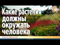 Какие растения должны окружать человека