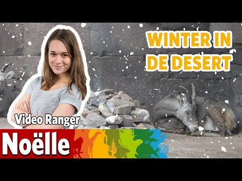 Video: Hoe Dieren Zich Voorbereiden Op De Winter