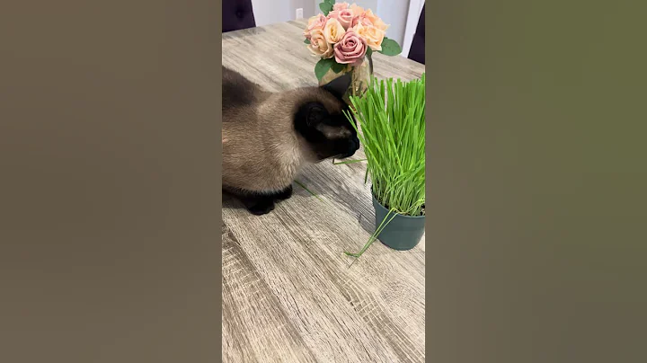 Video 5323851: siamese cats catlover, siamese animals pets, pets siamese funny, funnycatvideos cats catlover