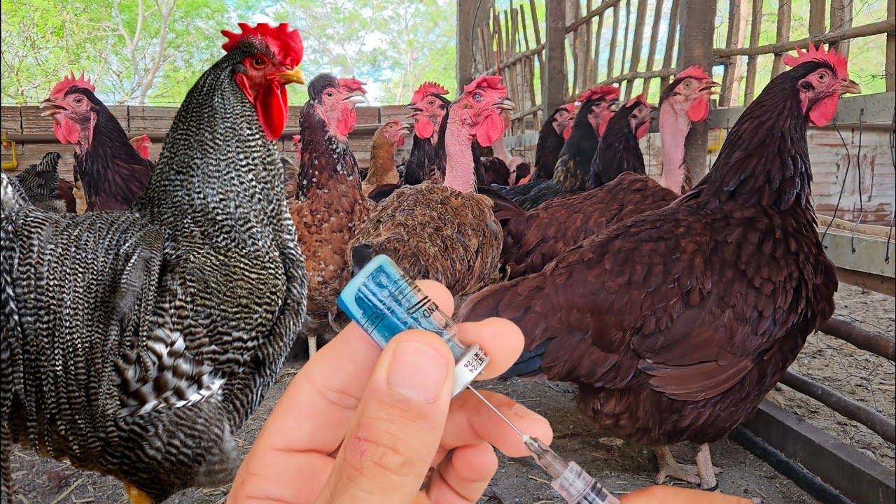 Dê um Fim nas principais Doenças que Atacam sua Criação de Galinhas - Vacinação 