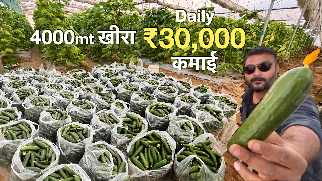 Poly house Cucumber profitable Farming in Jaipur
