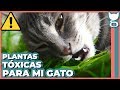 ESTAS SON PLANTAS TOXICAS PARA GATOS! | LA GATERÍA TV