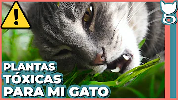 ¿Saben los gatos que no deben comer plantas venenosas?