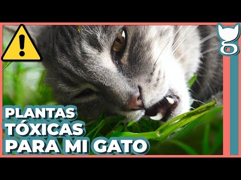 Video: 13 fotos que demuestran que la vida con tu mascota es en realidad una comedia de situación