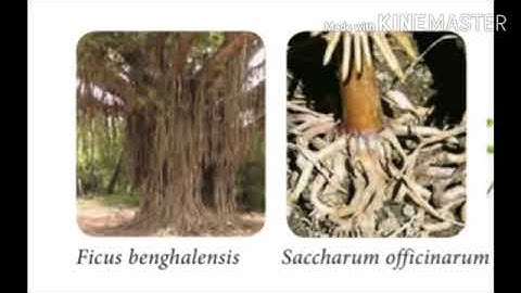 11 std, ln 3 Vegetative morphology