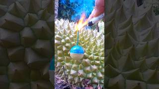 Mercun Bola Vs Durian #durianmusangking #durian Mercun Bola Vs Durian #durianmusangking #durian