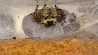 ハエトリグモ観察日記　#7 それで本当に大丈夫？