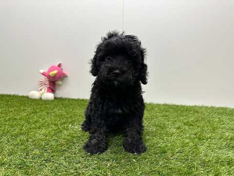 Video Cavapoo