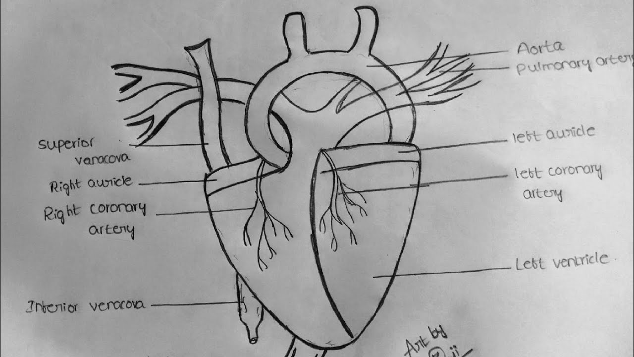 Free Human Heart Sketch Diagram Download Free Human Heart Sketch Diagram  png images Free ClipArts on Clipart Library