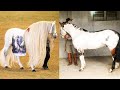 Horse SOO Cute! Cute And funny horse Videos Compilation cute moment #50