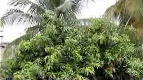 Canon EOS 1100d Sample Video in daylight