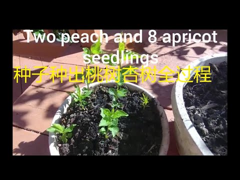 How to grow apricot and peach trees from seeds  从杏仁桃仁种出杏树桃树