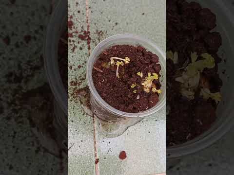 How to Grow