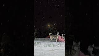 Girl's Snow Video Interrupted by Playful Huskies