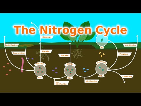 Video: Hoe is nitrificatie door micro-organismen gunstig voor planten?