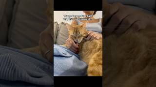 #cat #allergyfree #catallergies #catowners #catmom #allergies