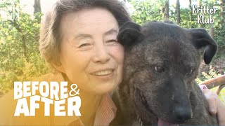 A Month After Dog Receives Solution Showed Miracles (Part 2) | Before & After Makeover Ep 18