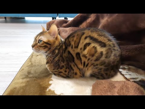 香箱座りをして、私達をじっと見つめるベンガル猫