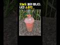오늘도 불러 봅니다. 내겐 소중한... #담양 #수박주스 #국밥 #소나기 #이클립스 #kpop #담양 죽녹원 #kdrama #선재업고튀어