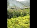 الطبيعة في محافضة كيلان جيلان ايران الطبيعة في محافضة كيلان جيلان ايران