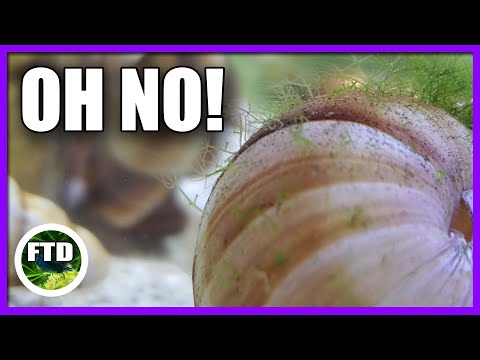 Video: Freshwater Hydra Kimdir