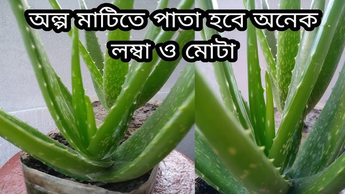 Tabu kay parker porno