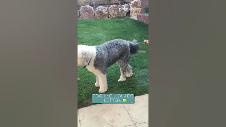 Baby Plays Fetch with Dogs | Shorts