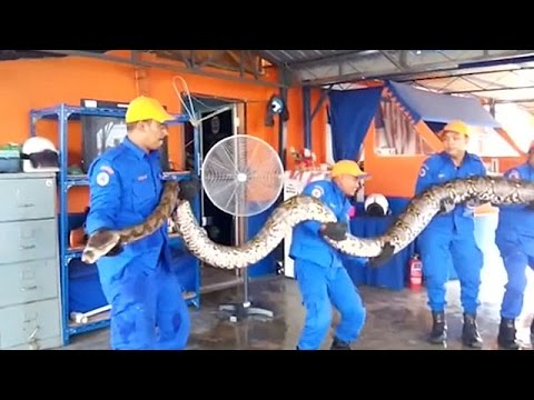 'Maior cobra do mundo' morre na Malásia