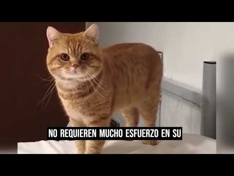 ¿Sabías que tener un gato en casa puede mejorar tu salud? Beneficios de tener un gato en casa .