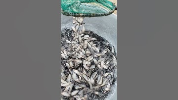 Giống Cá Thát Lát Cườm ở khu vực Miền Tây (Tam Nông, Đồng Tháp) 0909770509 #Shorts @thuysanwork