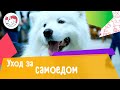 5 особенностей ухода за самоедом