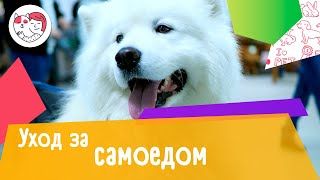 5 особенностей ухода за самоедом