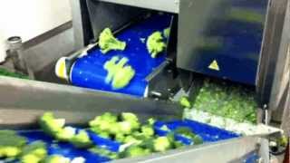 Silex 1 lane - AIT - Broccoli cut into florets