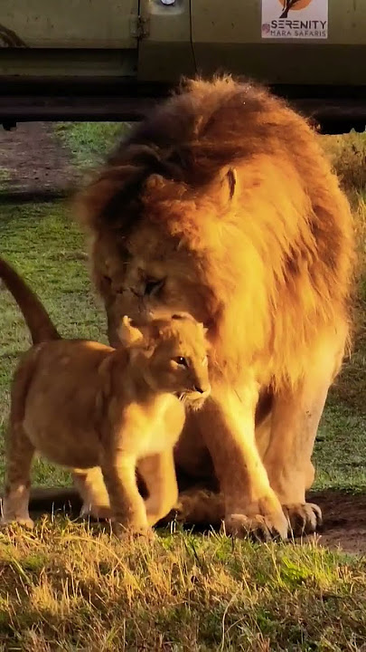 Male Lion interaction with cubs!
