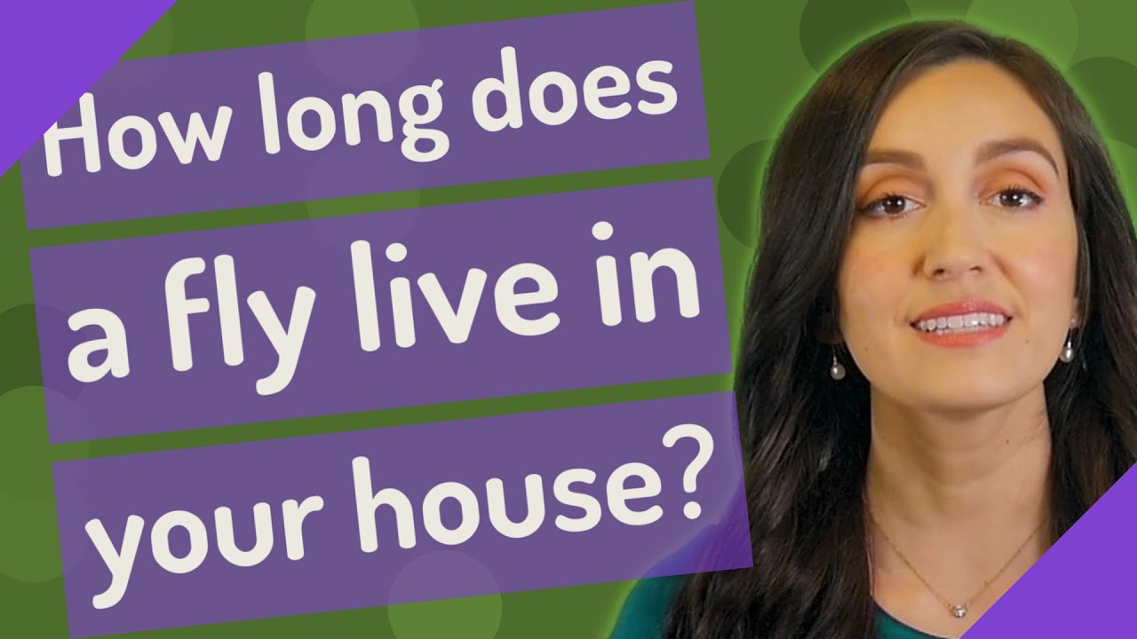 how-long-does-a-fly-live-in-your-house-youtube