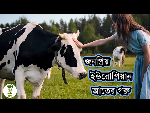 ভিডিও: অ্যাপার্টমেন্টের ক্যাডাস্ট্রাল মান। অ্যাপার্টমেন্টের বাজার এবং ক্যাডাস্ট্রাল মান