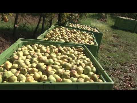 Video: Informacije o Redspire Pear - Kako uzgajati Redspire Pear Tree