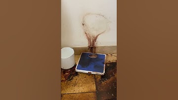 Maggie is working overtime!  Bad decomposition that required a bunch of demo. #cleanup