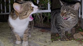 Forest Kittens Visit a Tabby Cat Family but Are Met With Aggression