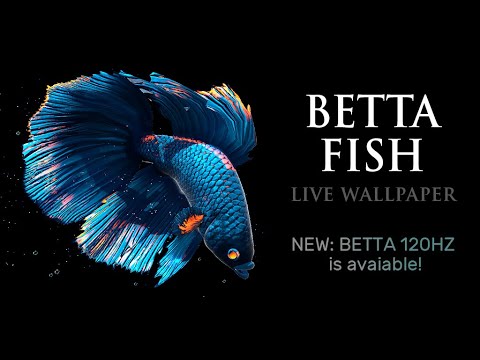 betta fish live wallpaper