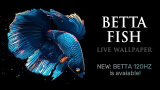 Betta Fish Live Wallpaper FREE v1.0 screenshot 1