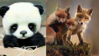 10 Cutest Baby Animals You Need To Pet