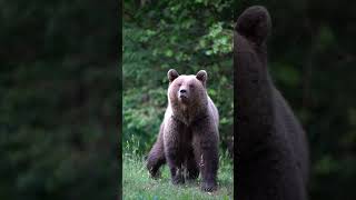 Giant Bears & Pandas in Our backyards being pampered like pets