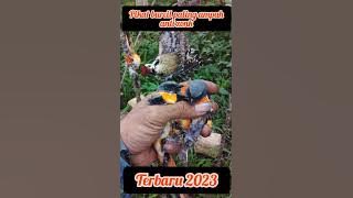 suara pikat burcil anti zonk di jamin ampuh 100%