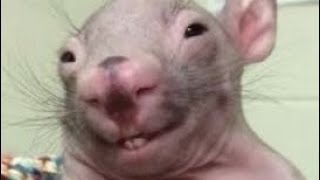 картинка: Хардкор