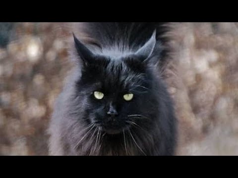 Funny cats (fun with cats)#viral #funnyvideo #cat