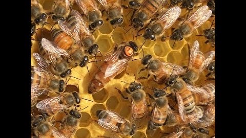 Virtual tour of Stevens Bee Company