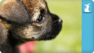 80 Seconds of Cute Lovable Border Terrier Puppies