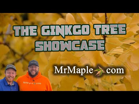 Video: Odrůdy stromů Ginkgo – seznamte se s různými druhy stromu Ginkgo